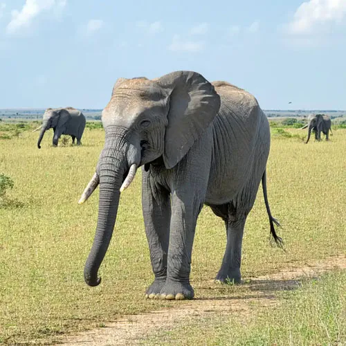 Nature Photography Grid Item - Elephant